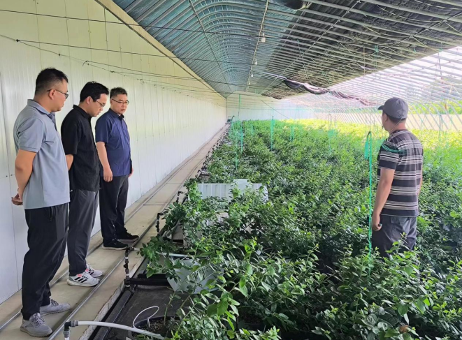 蓝莓映初心，产业促振兴 —— 渭南市潼关县太要镇欧家城村蓝莓产业发展纪实