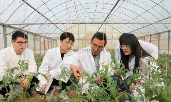 咸阳市泾阳县 “蔬菜专家服务团” 获评省级示范团 助力产业升级