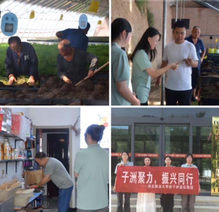 西北政法大学三下乡子洲实践团：多维调研赋能子洲产业振兴，书写青春助力乡村答卷