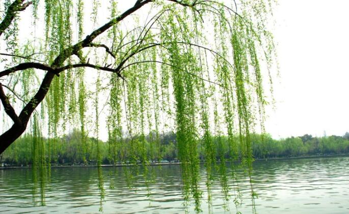 笔墨藏道：秦北虎三幅墨宝中的人生哲思  （二十九）