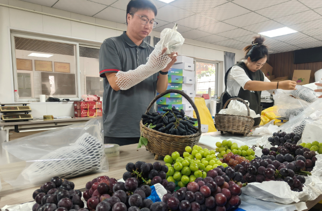 西安市鄠邑区葡萄新鲜启程 顺丰物流织就乡村振兴快车道