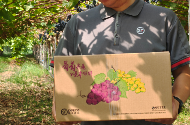 西安市鄠邑区葡萄新鲜启程 顺丰物流织就乡村振兴快车道