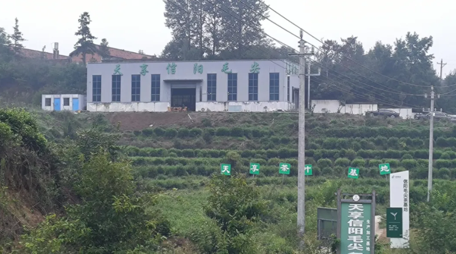 陕西省河南信阳商会回乡考察调研信阳天享茶业有限公司 深耕产业协作助推豫茶西进与价值升级