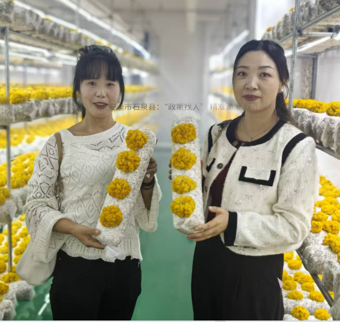 商洛市柞水县：金耳筑链兴农路 山城美农谱新篇